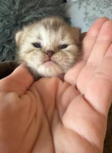 Chocolate Marble Folds - Scottish Fold Kitten For Sale - Hollywood&comma; FL&comma; US