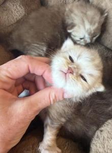 Chocolate Marble Folds - Scottish Fold Kitten For Sale - Hollywood&comma; FL&comma; US