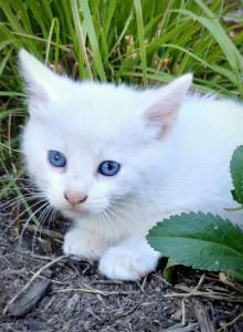 Cole - Domestic Kitten For Sale - Lyons&comma; IN&comma; US