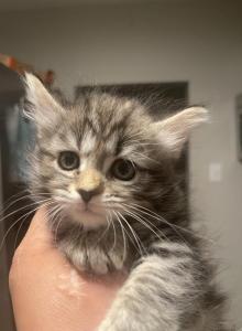 Sheba - Maine Coon Kitten For Sale - Monroe&comma; OH&comma; US