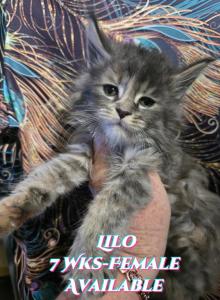 Lilo The Lilo & Stitch Litter - Maine Coon Kitten For Sale - Kingman&comma; AZ&comma; US
