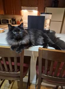 Black Beauty - Ragdoll Cat For Sale - Germantown&comma; MD&comma; US