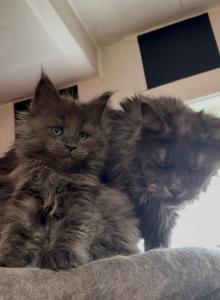 Handsome Giant Blue Smoke Boy - Maine Coon Kitten For Sale - Tannersville&comma; PA&comma; US