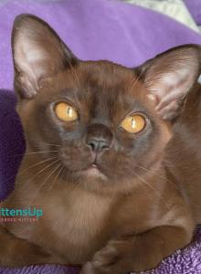 Ray - Burmese Kitten For Sale - Pembroke Pines&comma; FL&comma; US