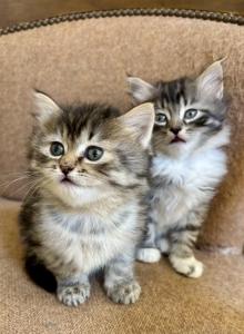 Fluffy Boy - Maine Coon Kitten For Sale - GA&comma; US