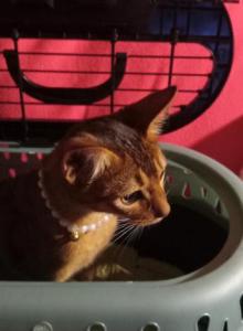 Ruddy Puma - Abyssinian Kitten For Sale - Plymouth&comma; WI&comma; US