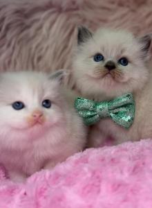 Ragdoll - Ragdoll Kitten For Sale - Barberton&comma; OH&comma; US