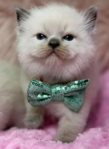 Ragdoll - Ragdoll Kitten For Sale - Barberton&comma; OH&comma; US