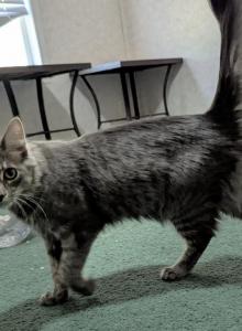 Bleu - Domestic Kitten For Adoption - North Augusta&comma; SC&comma; US