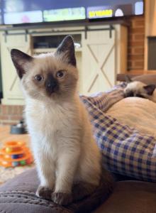 SUNSHINE LITTER - Siamese Kitten For Sale - Philadelphia&comma; PA&comma; US