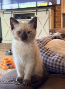 SUNSHINE LITTER - Siamese Kitten For Sale - Maclean&comma; VA&comma; US