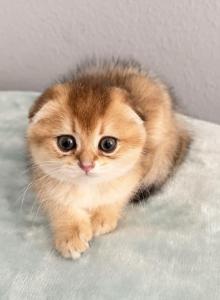 Pretty golden little baby girl - Scottish Fold Kitten For Sale - Davenport&comma; FL&comma; US