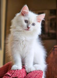 Lilac mink mitted - Ragdoll Kitten For Sale - Farmville&comma; VA&comma; US