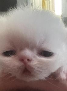 Priscilla and Boo Bear - Persian Kitten For Sale - Peoria&comma; AZ&comma; US