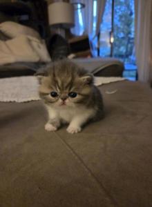 Dumpling litter - Exotic Kitten For Sale - Warminster&comma; PA&comma; US