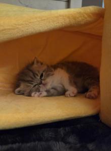 Dumpling litter - Exotic Kitten For Sale - Warminster&comma; PA&comma; US