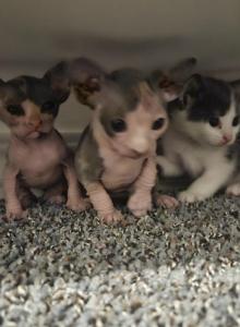 Vegas Texas Brazil Paris London Tokyo Georgia - Maine Coon Kitten For Adoption - Marysville&comma; WA&comma; US