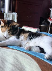 Clea - Domestic Cat For Adoption - Bronx&comma; NY&comma; US