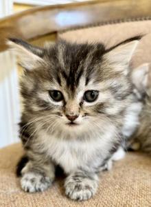 Fluffy Girl - Maine Coon Kitten For Sale - GA&comma; US