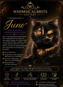 Juno's Tea party litter - British Shorthair Kitten For Sale - Sallisaw&comma; OK&comma; US