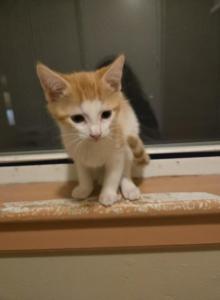Kenny - Domestic Kitten For Sale - Charlton&comma; MA&comma; US