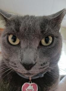 Bianca - Domestic Cat For Adoption - Apopka&comma; FL&comma; US