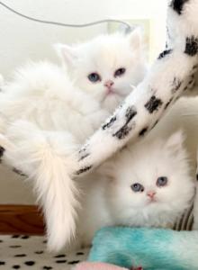 Lyla and Tess - Persian Kitten For Sale - Milwaukee&comma; WI&comma; US