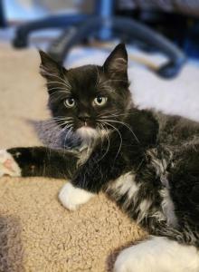 Shadow - Maine Coon Kitten For Sale - WI&comma; US