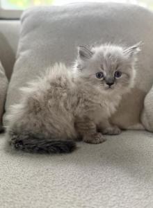 Simon - Himalayan Kitten For Sale - Peoria&comma; IL&comma; US