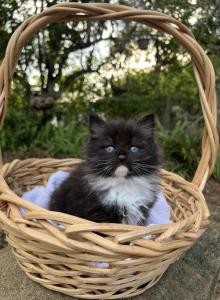 Kathryn's Siberians Litter 2 - Siberian Kitten For Sale - Deland&comma; FL&comma; US