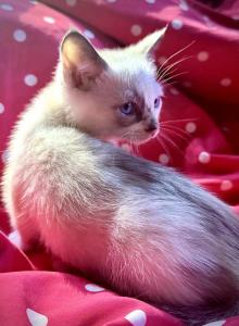 March Babies 1 - Siamese Kitten For Sale - Inverness&comma; FL&comma; US
