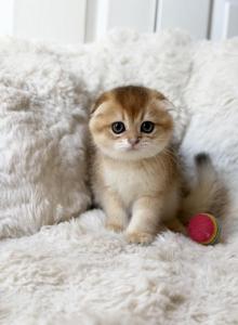 Scottish Fold girl kitten - Scottish Fold Kitten For Sale - Orlando&comma; FL&comma; US