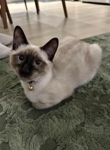 Ocean - Siamese Kitten For Adoption - Jersey City&comma; NJ&comma; US
