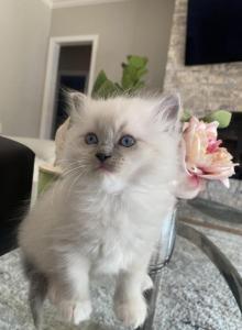 yourchoice - Ragdoll Kitten For Sale - West Springfield&comma; MA&comma; US
