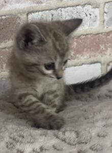 Pipi the Sweetest Bengal - Bengal Kitten For Sale - GA&comma; US