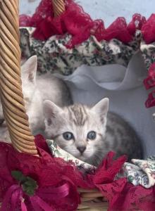 Snow Bengals - Bengal Kitten For Sale - GA&comma; US