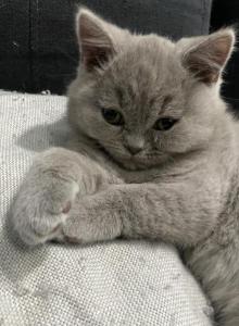 Tiny Temu - British Shorthair Kitten For Sale - Maple Grove&comma; MN&comma; US