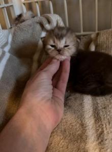 Chocolate Marble Folds - Scottish Fold Kitten For Sale - Hollywood&comma; FL&comma; US