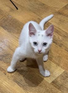 Elle - Bengal Kitten For Sale - Rio Vista&comma; CA&comma; US