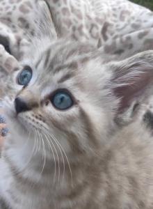 The seven wonders - Bengal Kitten For Sale - Bath&comma; PA&comma; US
