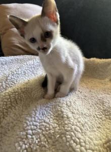 Snow's Snowshoe Siamese - Snowshoe Kitten For Sale - Moneta&comma; VA&comma; US
