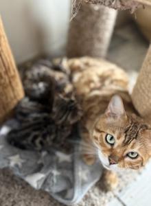 Lana - Bengal Cat For Sale - Wauseon&comma; OH&comma; US
