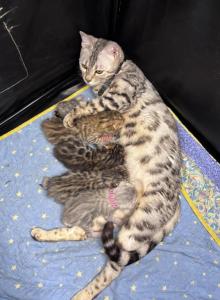 Storm and Simba's litter - Bengal Kitten For Sale - Tallahassee&comma; FL&comma; US