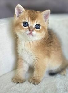 British male - British Shorthair Kitten For Sale - Helotes&comma; TX&comma; US