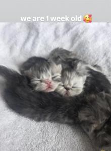 April - Persian Kitten For Sale - Sacramento&comma; CA&comma; US