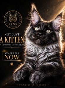 YOU CAN SEE THE STRUCTURE ALREADY - Maine Coon Kitten For Sale - Jacksonville&comma; FL&comma; US