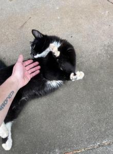 Slouch - Domestic Kitten For Sale - Norcross&comma; GA&comma; US