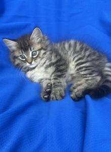 King kitten Barbos Mix Maine Coon & Ragdoll - Maine Coon Kitten For Adoption - Auburn&comma; WA&comma; US