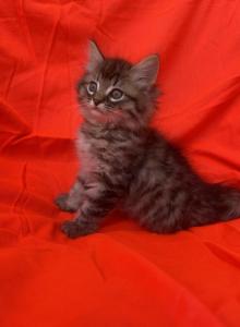 King kitten Barbos Mix Maine Coon & Ragdoll - Maine Coon Kitten For Adoption - Auburn&comma; WA&comma; US