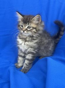 King kitten Barbos Mix Maine Coon & Ragdoll - Maine Coon Kitten For Adoption - Auburn&comma; WA&comma; US
